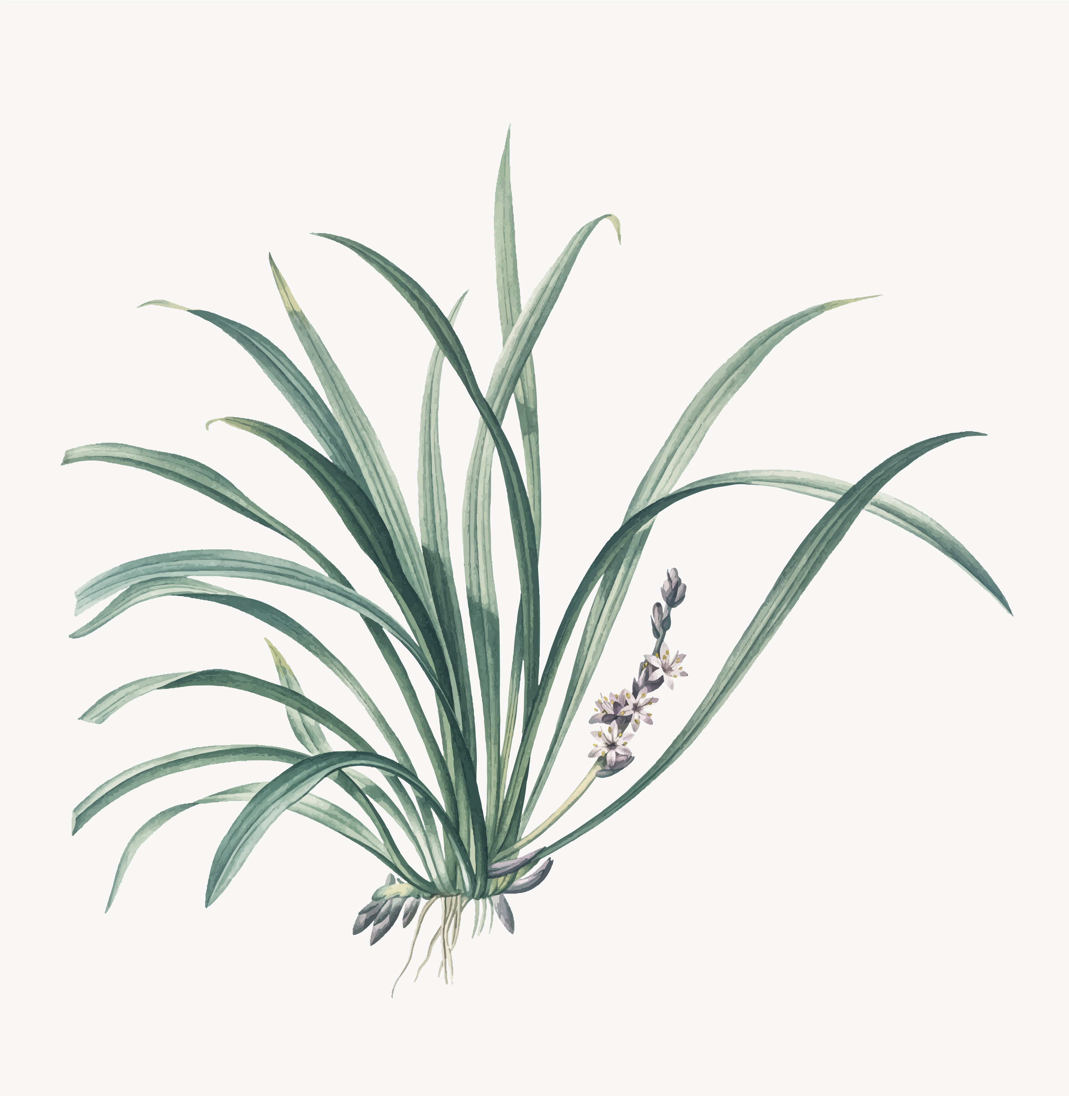 Cyperus scariosus
